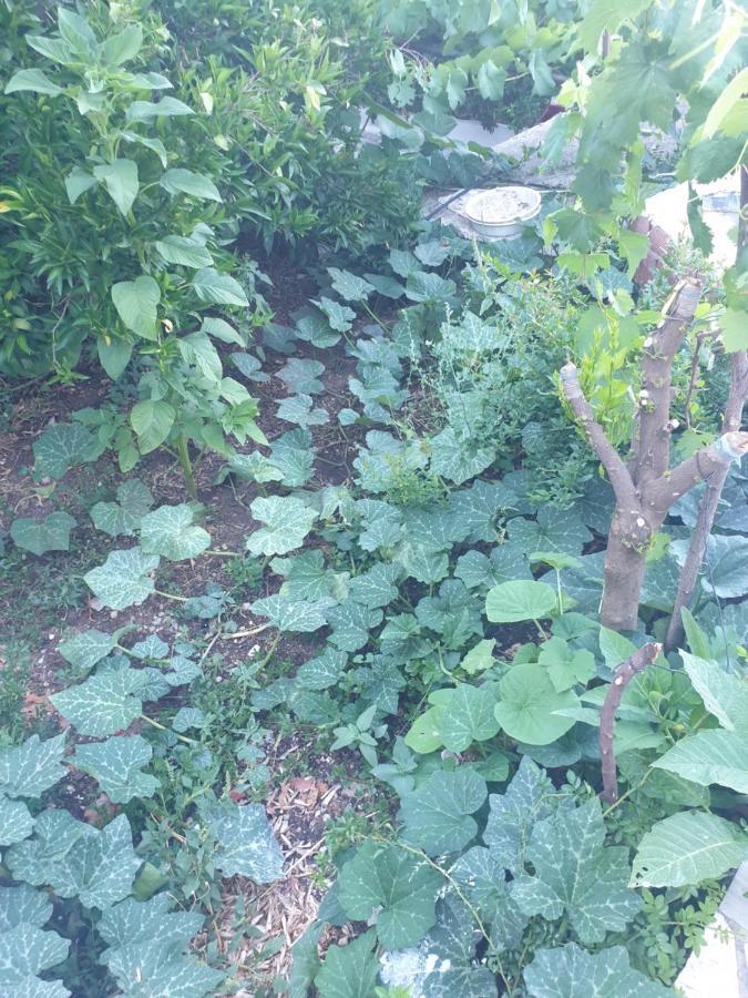 Rosemary House Guest House Sarande Bagian luar foto