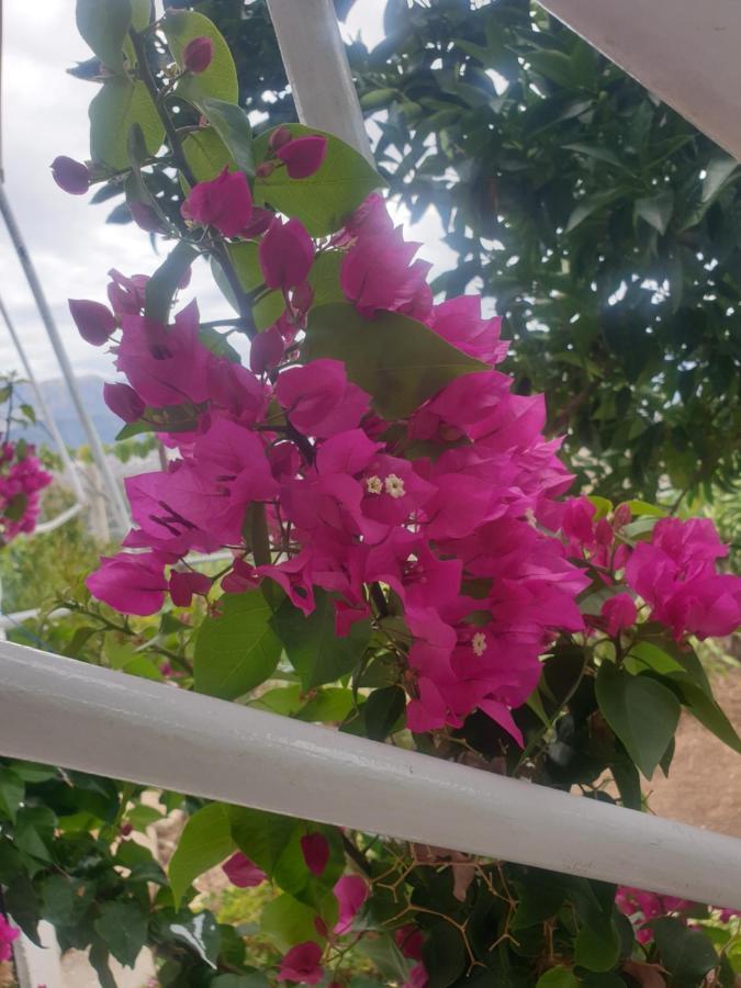Rosemary House Guest House Sarande Bagian luar foto